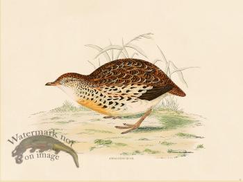11 BGB Andalusian Quail